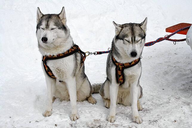 Schlittenhunde
