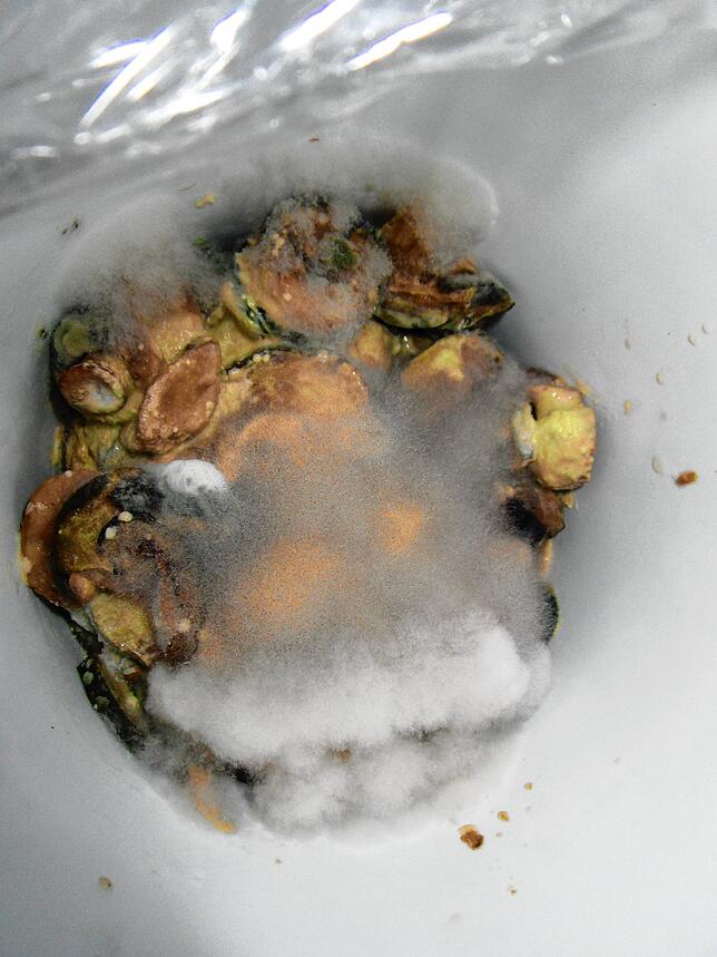 Aus dem Archiv des Veterinäramtes: Dieses Muschelfleisch, das die Lebensmittelkontrolleure bei ihrer Arbeit entdeckten, ist von einem ...