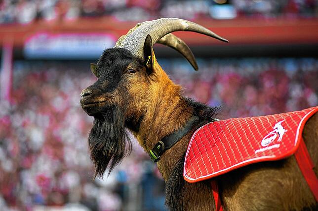 Das Maskottchen des 1. FC Köln: Hennex IX.