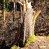 Im Bereich Achdorf hinterließ der Sturm im Januar viele Spuren, hier auf dem Wanderweg von Achdorf über den Fohlenstall Richtung ...