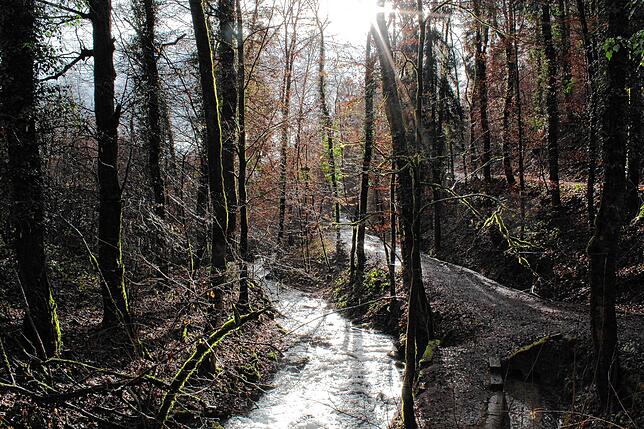 Der Seltenbach grenzt das Schmitzinger Tal vom Haspelwald ab. Der „Forellenbach“ rechts davon geht am Hang entlang in ...