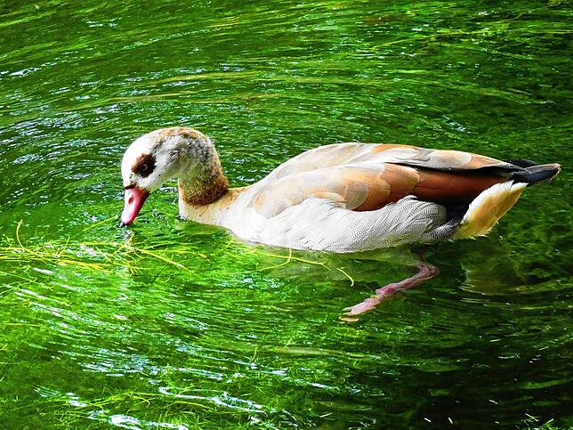 Ein exotischer Vogel wie die Nilgans ist am Bodensee zwar eher selten, doch es gibt sie. Bild: Leona Löhle