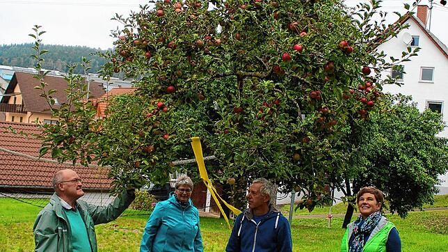 Der pensionierte Pfarrer Erwin Roser (von links), Pfarrgemeinderätin Birgit Greif sowie Peter und Luzia Baumann lesen im Pfarrgarten in ...