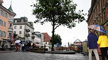 Grünkur für die Marktstätte: Neben der einsamen Eiche sollen vier neue, große Bäume stehen.