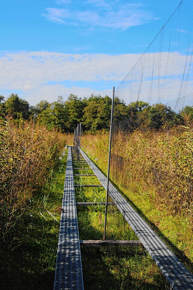 Etwa 500 Meter Netz sind auf der Mettnau gespannt.