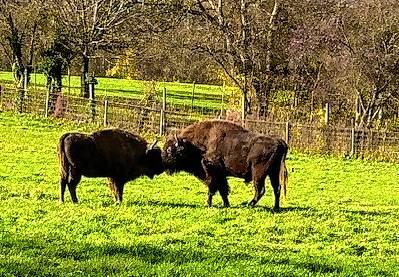 Die Wisent-Kuh Kressie (links) und Bulle Bubi haben im Wild- und Freizeitpark in Allensbach endlich ein Zuhause gefunden.