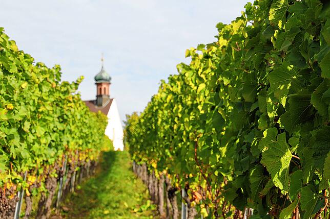 Die Reben des Weinguts liegen auf dem Erzinger Kapellenberg – die namensgebende Kapelle liegt auf dem Gipfel.