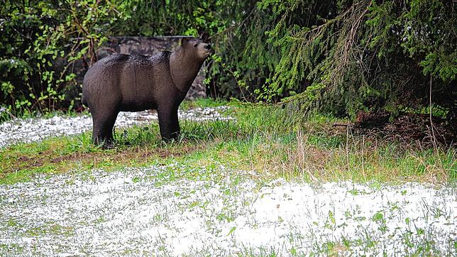 Da staunt der Bär der Bogenschießanlage bei Wolterdingen nicht schlecht: Um ihn rum wird es weiß. Haben die Schneeschauer im Mai ein Ende?