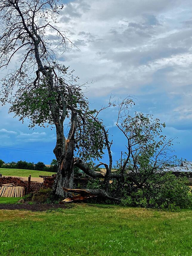 Dieser Baum in Riedern wurde gespalten, die Krone krachte herunter.