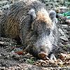 Ein Wildschwein im Wildgehege Waldshut. (Symbolbild) Dieses Tier ist quicklebendig, im Wald bei Jestetten wurde ein Artgenosse erschossen.