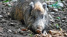 Ein Wildschwein im Wildgehege Waldshut. (Symbolbild) Dieses Tier ist quicklebendig, im Wald bei Jestetten wurde ein Artgenosse erschossen.