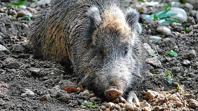 Ein Wildschwein im Wildgehege Waldshut. (Symbolbild) Dieses Tier ist quicklebendig, im Wald bei Jestetten wurde ein Artgenosse erschossen.