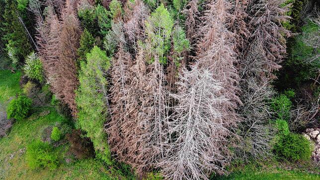 Enorme Schäden richtet der Borkenkäfer an, hier ein Waldstück bei Wehr im April 2020.