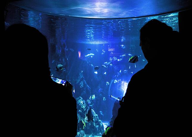 Im Sea Life in Konstanz gibt es viele verschiedene Fische zu entdecken – beispielsweise den Seehasen.