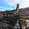 Der Storch hatte sich die Spitze der Kastanie als Platz für den Nestbau ausgesucht. Die Gefahr von herabstürzenden Teilen oder des ...
