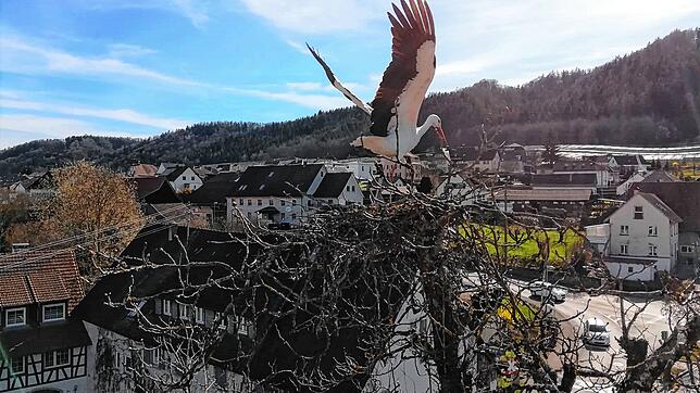 Der Storch hatte sich die Spitze der Kastanie als Platz für den Nestbau ausgesucht. Die Gefahr von herabstürzenden Teilen oder des ...