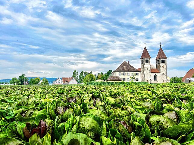 Salat wächst auf einem Feld auf der Insel Reichenau im Bodensee. Wie gelingt es Nachhaltigkeit mit Wachstum zu verbinden?