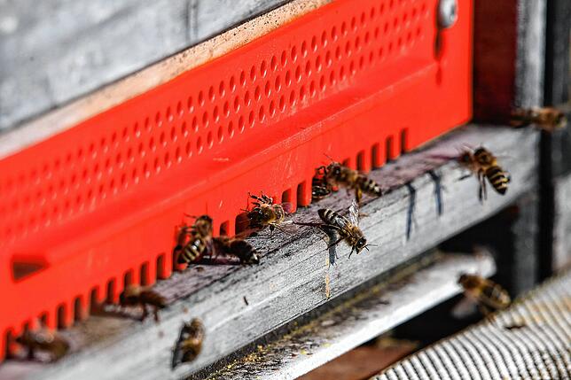 Mehrere Bienen krabbeln in ihren Bienenstock, der am Wandrand in Schlier bei Ravensburg steht. (Symbolbild vom 31.03.2021)