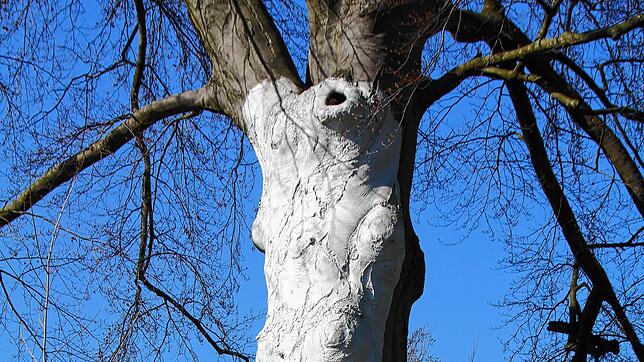 Auch große Bäume wie diese Rotbuche im Herosé-Park können einen weiß angestrichenen Stamm haben. Die Farbe schützt vor zu starker ...