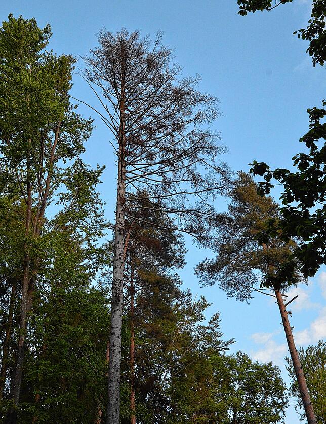 Dieser Nadelbaum weist starke Trockenschäden an der Spitze auf.