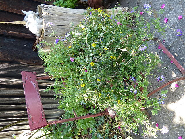 Charmant: Auf einem alten Stuhl aus einer Gartenwirtschaft nimmt ein Kästchen voller Blumen Platz.