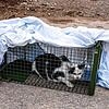 Katzenfangaktion auf einem Bauernhof in VS-Nordstetten: Die erste Katze geht schon nach kurzer Zeit in die Lebendfalle.