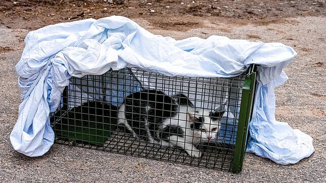Katzenfangaktion auf einem Bauernhof in VS-Nordstetten: Die erste Katze geht schon nach kurzer Zeit in die Lebendfalle.