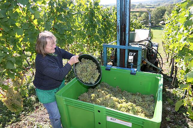 Eine weitere Szene von der Markdorfer Weinlese 2018: Maria Kohnle aus Markdorf macht seit drei Jahren bei der Lese mit, hier wird gerade ...