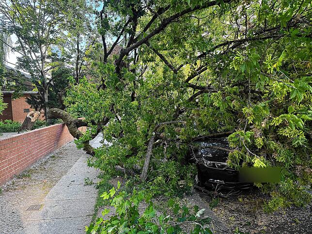 Ein umgestürzter Baum auf einer Straße in Berlin-Friedenau.