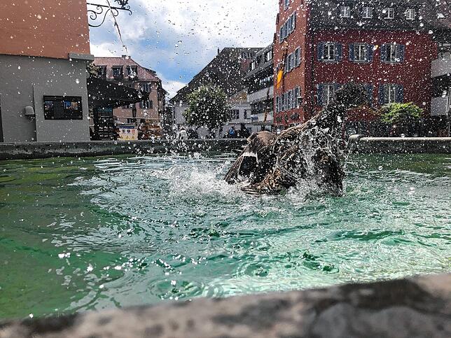 Eine spritzige Angelegenheit. Das Weibchen schüttelt im Wasser sein Gefieder.
