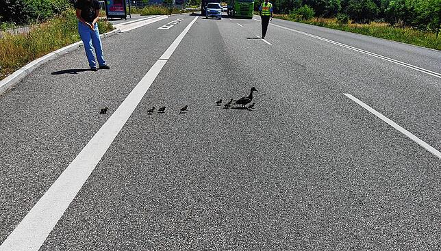 Die B34 in Waldshut wurde am Montag, 13. Juni, kurzzeitig gesperrt, damit eine Entenfamilie die Straße überqueren konnte.