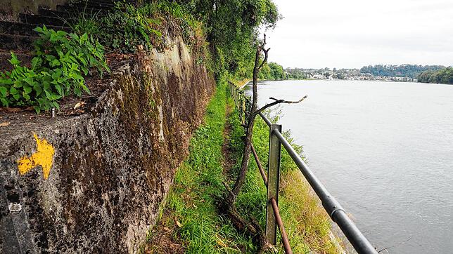 Der Rheinuferweg in Mumpf ist momentan schlecht zugänglich.