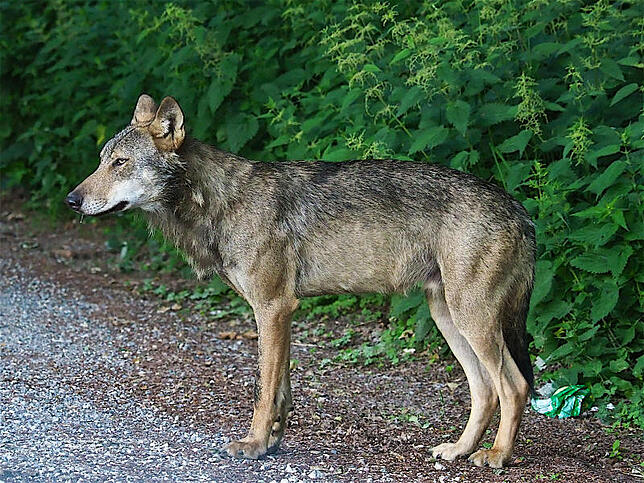 Ein mutmaßlicher Wolf wurde im Sommer an der Bundesstraße 14 nördlich des Stockacher Ortsteils Windegg gesehen.