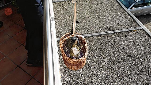 Bild : Dieser lässige Konstanzer Kater leistet sich einen Privataufzug ins Obergeschoss