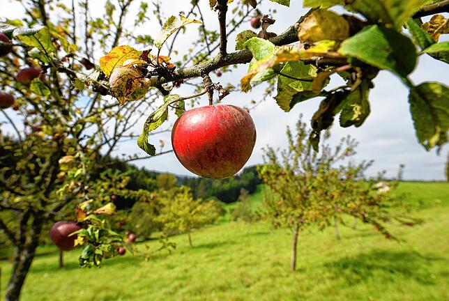 Äpfel sind auf einer Wiese mit Streuobstbäumen nahe Immendingen zu sehen. 41 Prozent aller deutschen Bio-Streuobstwiesenbestände liegen ...
