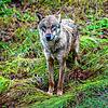 Ein Jungwolf steht im Gehege eines Nationalparkzentrums. Hier ein Symbolbild.