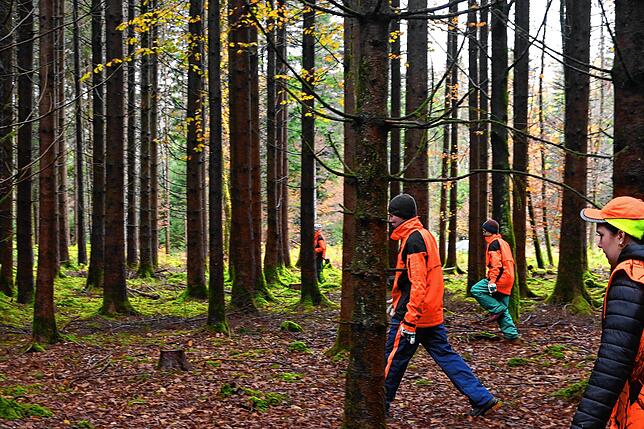 Die Drückjagd beginnt. Während die Hunde rennen, kommen die Treiber rufend hinterher.
