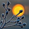 Unser Symbolbild zeigt eine mit Raureif bedeckte Pflanze. Der Winter in Villingen-Schwenningen war trotz großer Schneemengen zu warm und ...