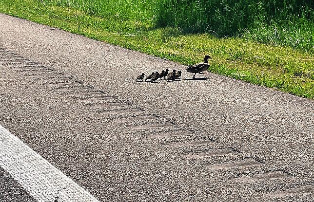 Dank der Polizei kommen sie sicher auf der anderen Seite an.