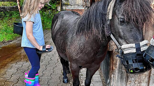 Pferde können auch mit einem Weidemaulkorb fressen – auch das für sie gefährliche Jakobskreuzkraut. Bild: Nathalie Göbel