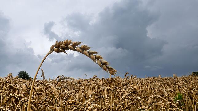 Viele Wolken, Regen und einzelne Gewitter hält die kommende Woche für den Südwesten bereit. (Symbolbild)