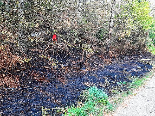 Bild 4: Die Trockenheit führt zu immer mehr Waldbränden: Wie geht die Feuerwehr damit um?