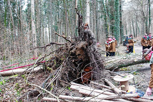 Bild 11: Die spektakulären Narrenbaum-Momente aus dem Altbohlwald: Holzhauer der Narrizella Ratoldi schlagen zu