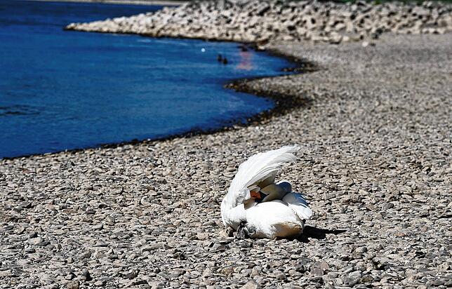Nordrhein-Westfalen, Hitdorf: Ein Schwan putzt sein Gefieder am trockenen Ufer des Rheins. Aufgrund des geringen Niederschlags in diesem ...