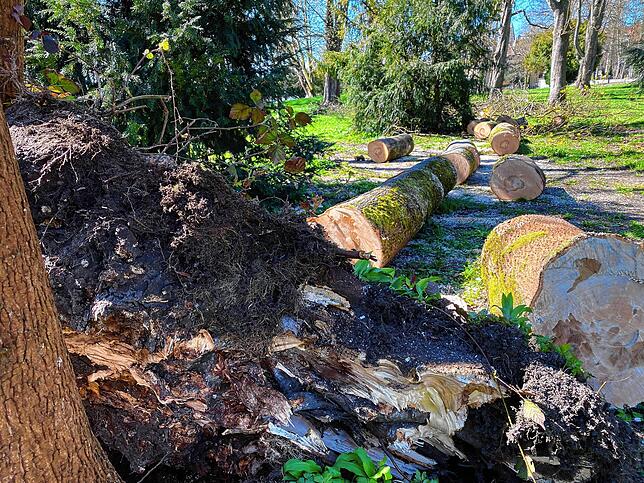 Der Baum war vorher schon instabil, der Sturm hat ihm wohl den Rest gegeben.