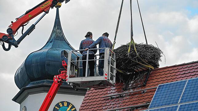 Das Nest auf dem Dach des BUND-Naturschutzzentrums in Möggingen hängt am Haken. Von einer Hebebühne aus lenken die Zimmerleute Thomas ...
