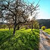 Das Baugebiet Freiwiesle im Ortsteil Stahringen. Dort, wo bisher Steuobstbäume das Bild prägen, sollen zukünftig Bauplätze entstehen. ...