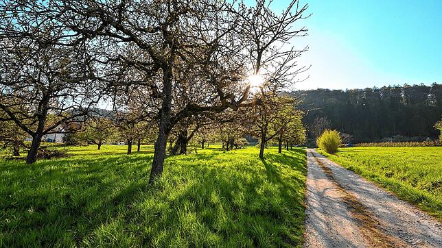 Das Baugebiet Freiwiesle im Ortsteil Stahringen. Dort, wo bisher Steuobstbäume das Bild prägen, sollen zukünftig Bauplätze entstehen. ...
