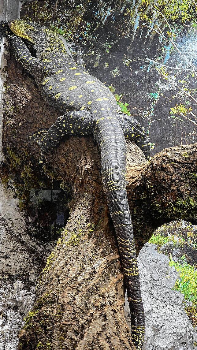 Nicht nur Schlangen beherbergt das Reptilienhaus, sondern auch Warane.