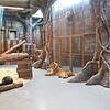 Die Löwen sind bereits ins Raubtierhaus umgezogen, die Tiger werden demnächst in den Spezialboxen umziehen.Bild: Gerold Bächle
